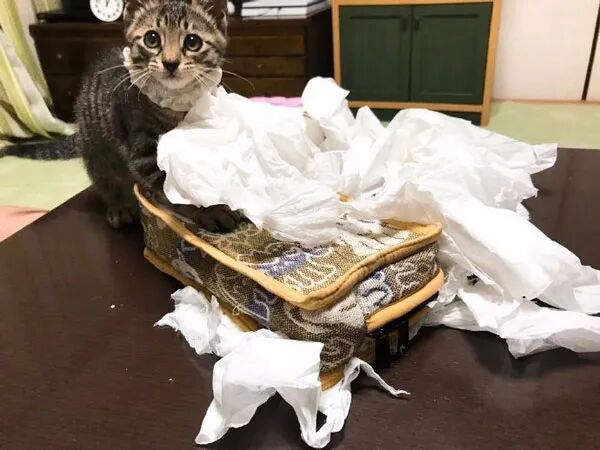 不要点进来 血压会升高 猫来了 微信公众号文章 微小领