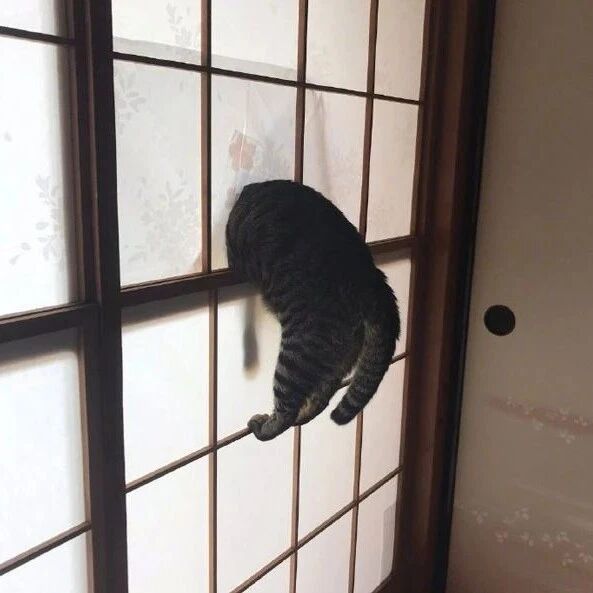 推主晒出自家猫的日常，网友们看后，血压就上去了！