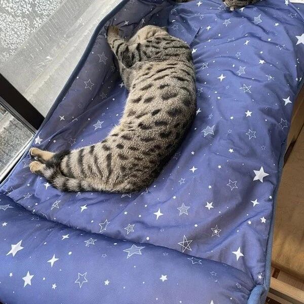 天气越来越热，推主买了块冰凉垫后，猫都挤在上面了！