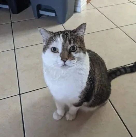 买的猫罐头，发现上面的猫和家里猫非常的像，猫都懵了！