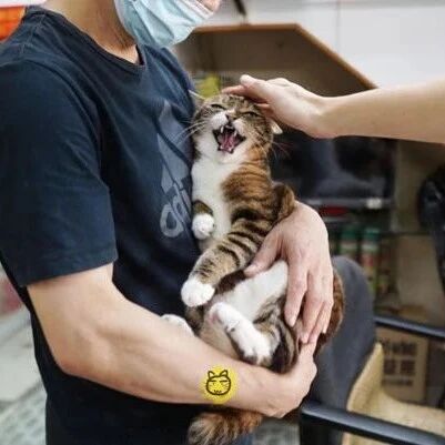 猫被别人摸时就哈气，超凶的，之后还满脸嫌弃！