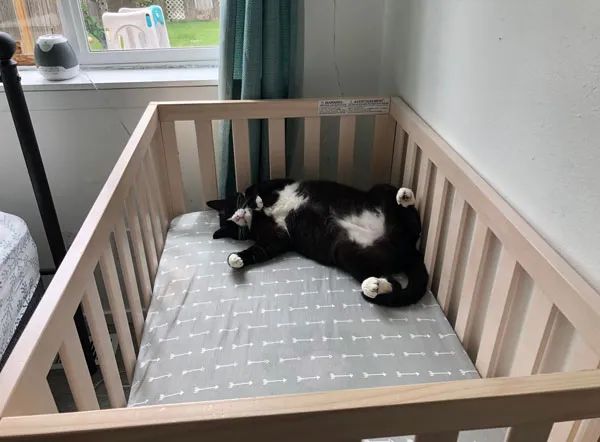 猫咪霸占婴儿床还赖着不走…网友：“先到先得，没毛病！”