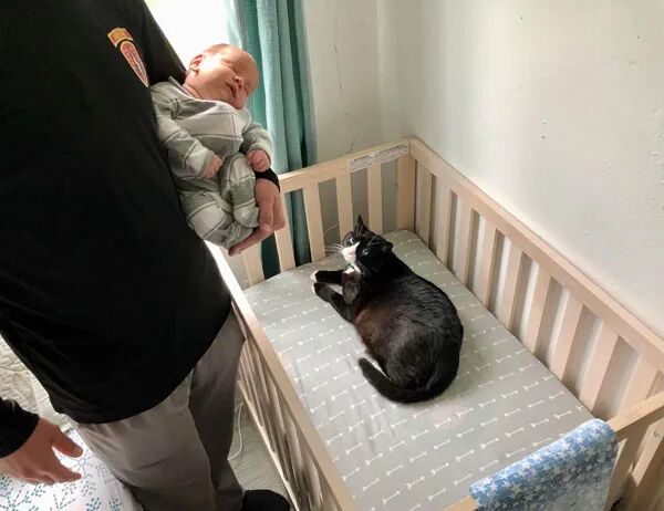 猫咪霸占婴儿床还赖着不走…网友：“先到先得，没毛病！”