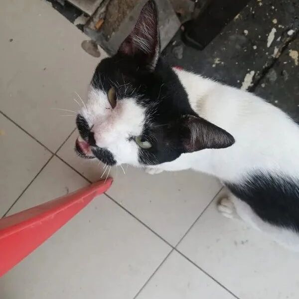 网友在街头遇到一猫来要吃的，看它的面相，是挺凶的！