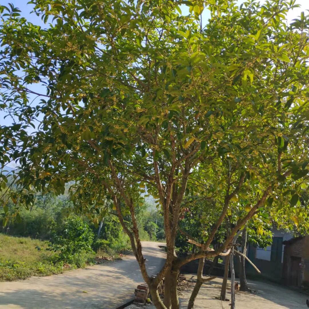 長地老屋的桂花開了 今年父母摘了不少的茶油籽 中國熱點
