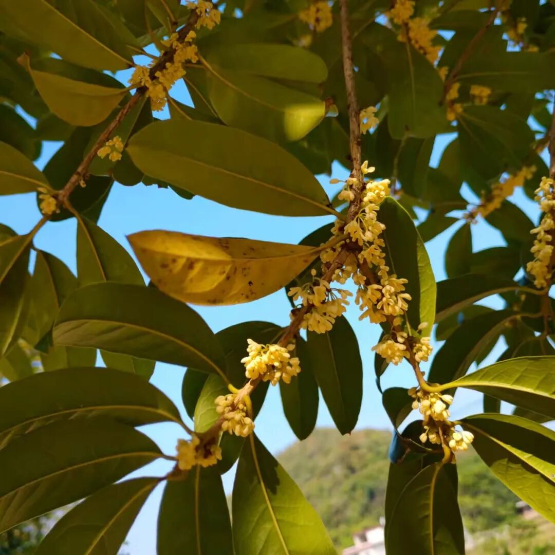 長地老屋的桂花開了 今年父母摘了不少的茶油籽 中國熱點