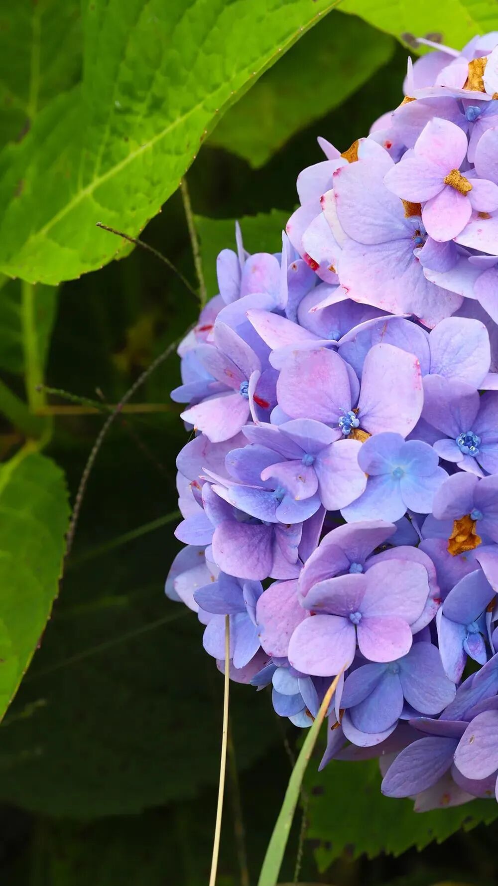 紫色绣球花花语为浪漫的爱意,象征着恋人之间的久别重逢.