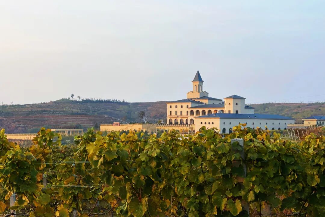 如梯田式齐整的葡萄园欧式风情建筑波光粼粼的大雁湖一座散发着浓郁