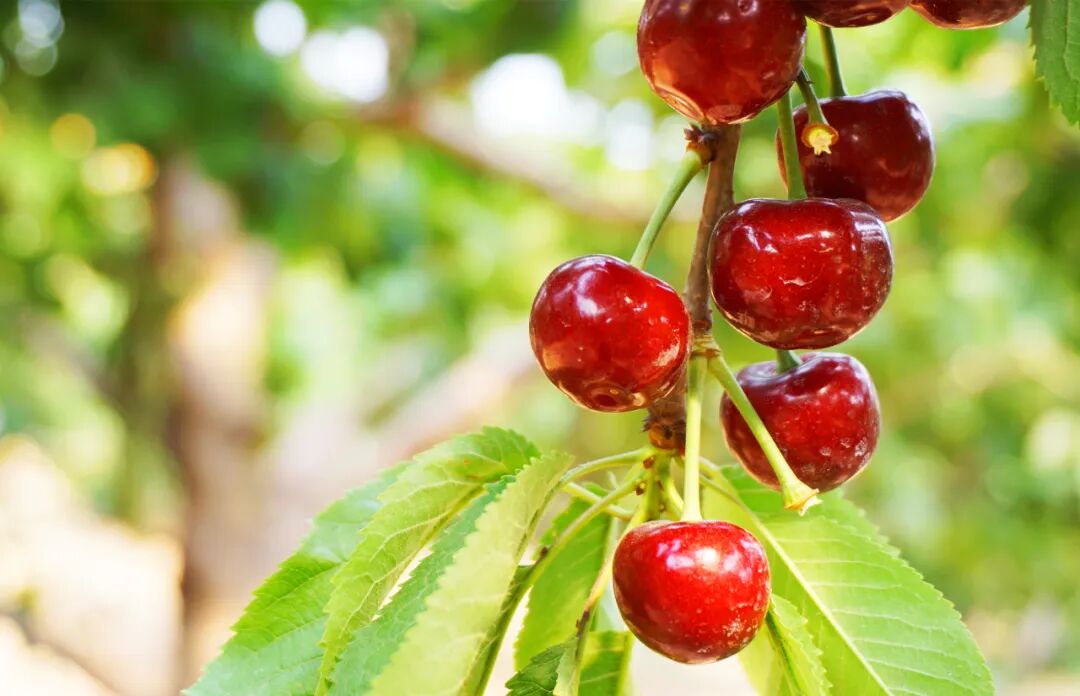 熟了烟台大樱桃甜蜜上市一口脆甜会爆汁