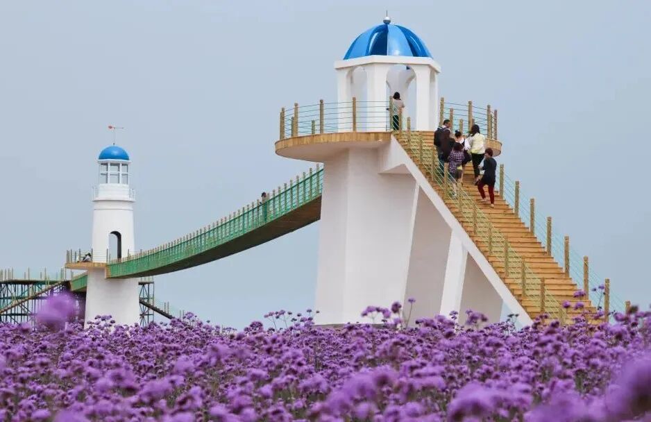 6月下旬至10月上旬,连理岛上的薰衣草和马鞭草将如约绽放.