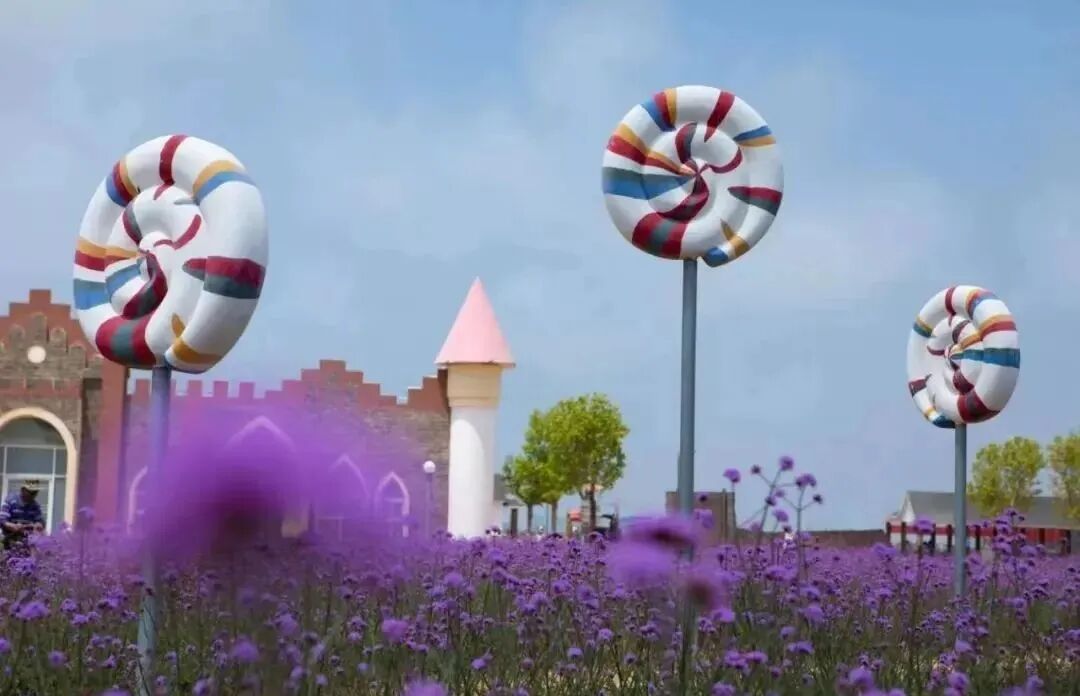 6月下旬至10月上旬,连理岛上的薰衣草和马鞭草将如约绽放.