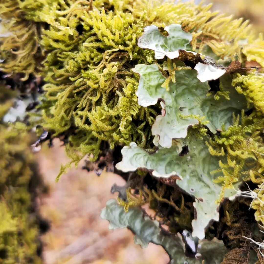 川西秘境 定格横断山河之美