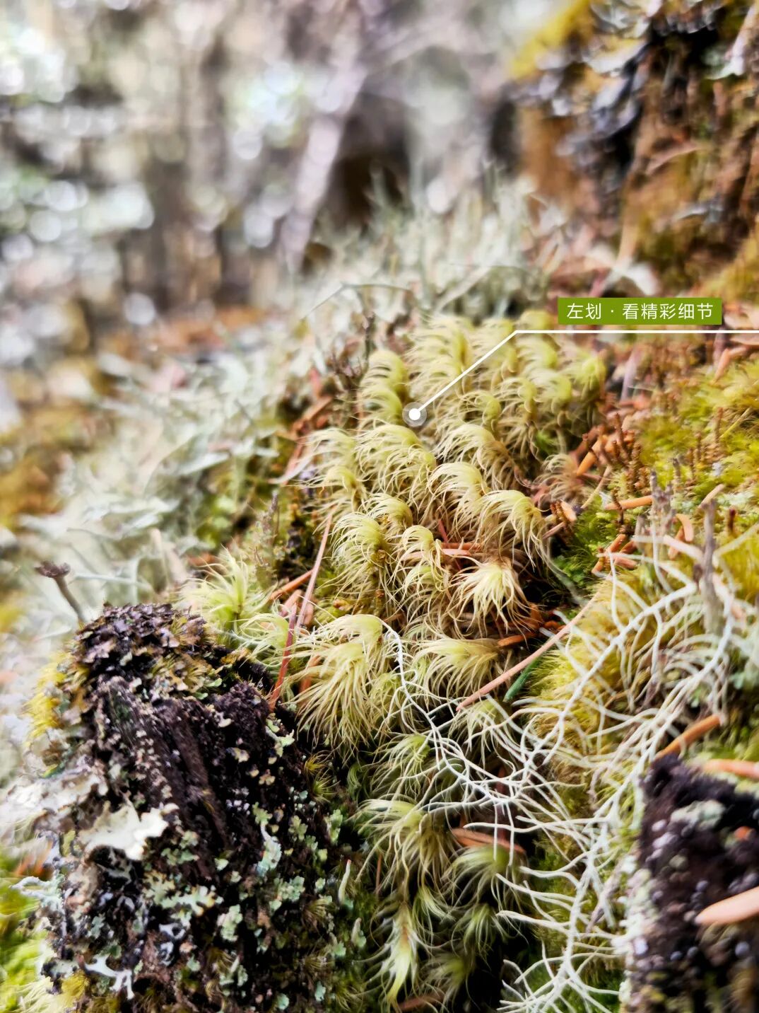 川西秘境 定格横断山河之美