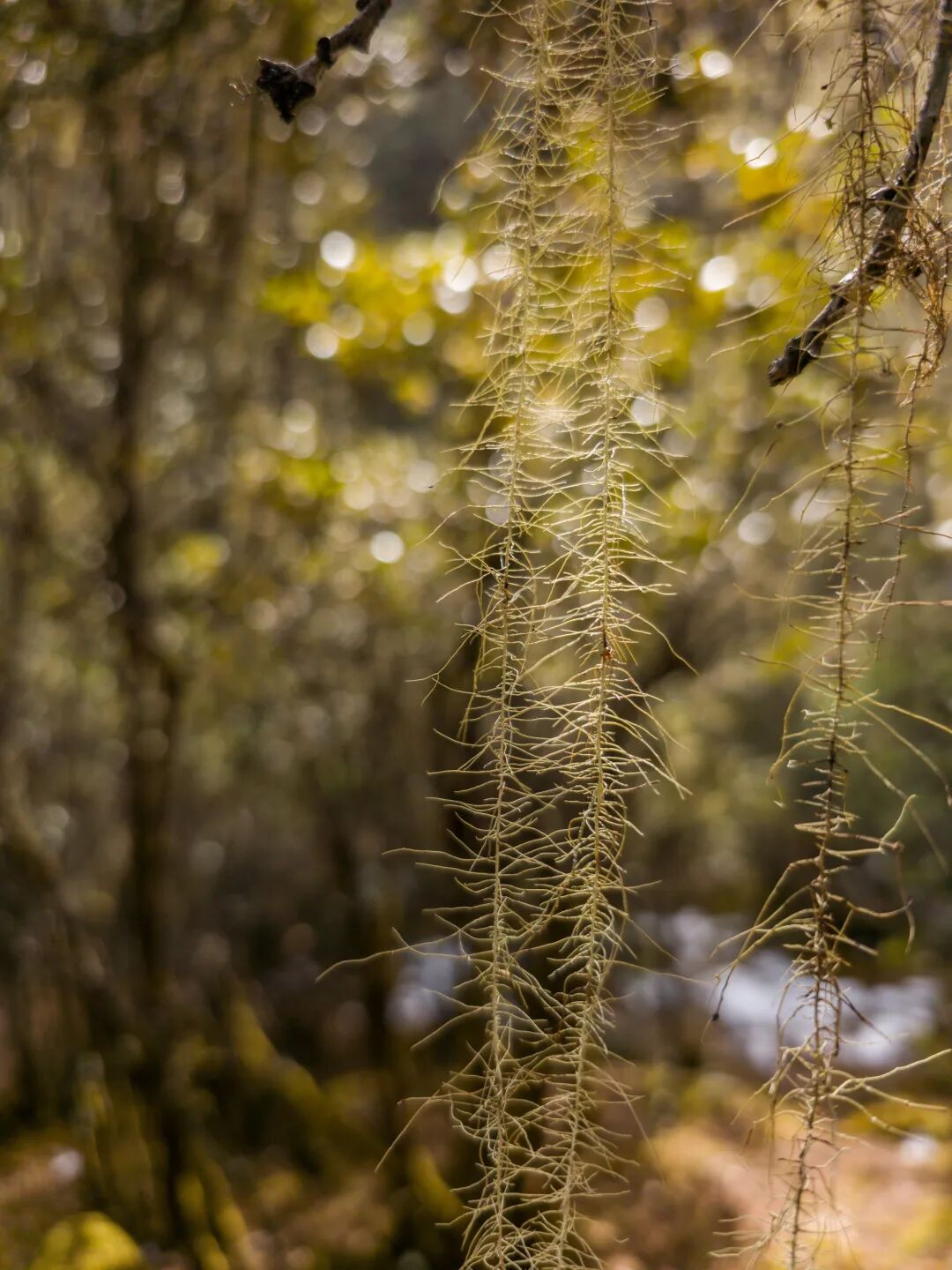 川西秘境 定格横断山河之美