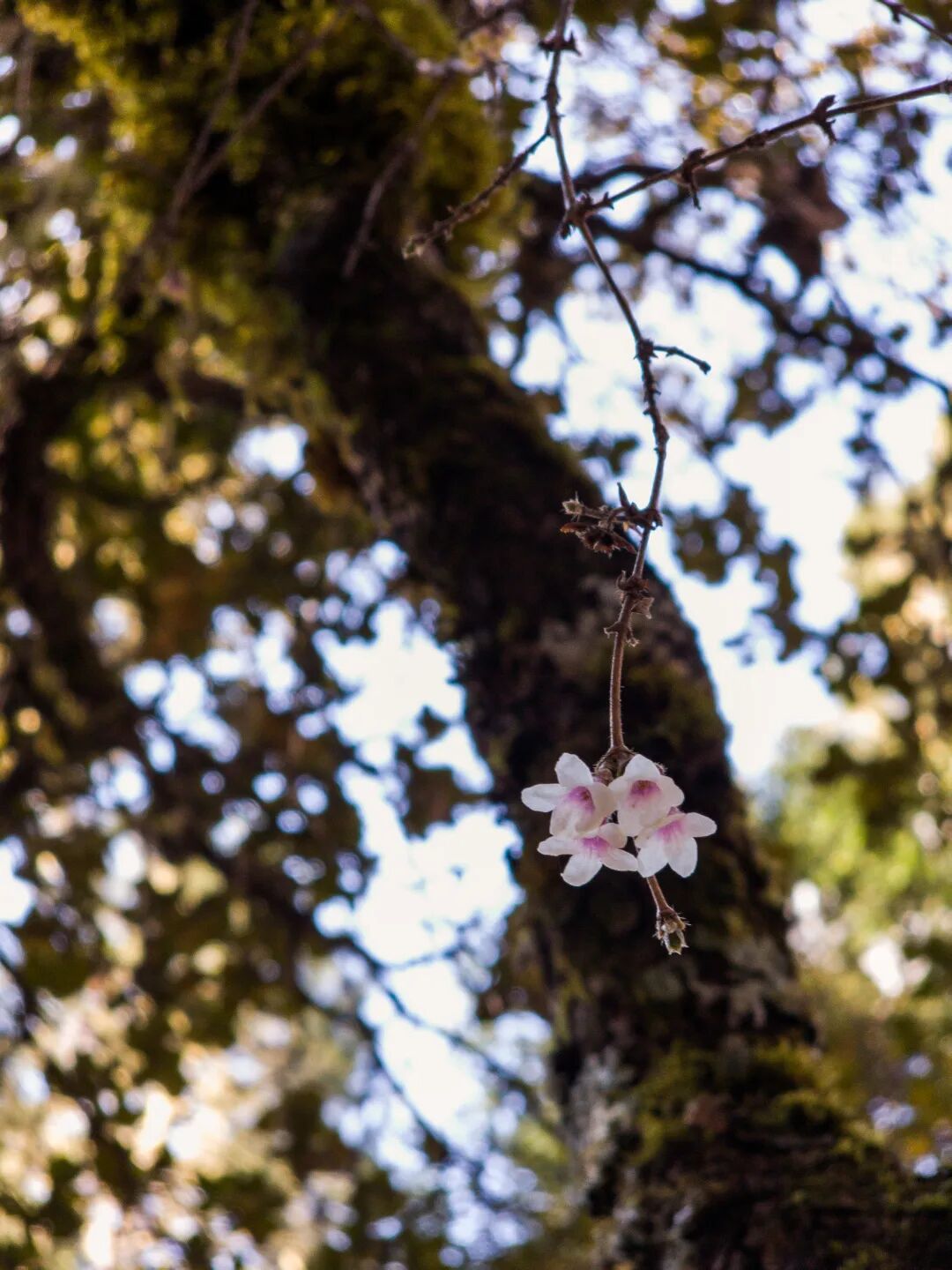 川西秘境 定格横断山河之美