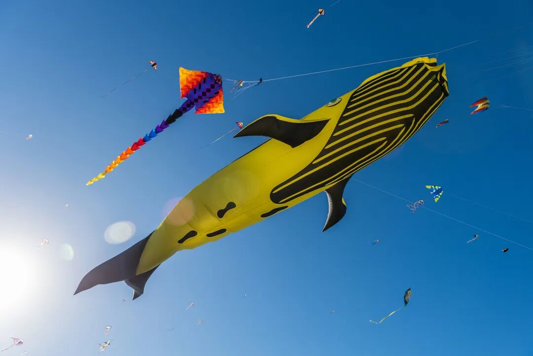 山东你为何这么多“顶流”？