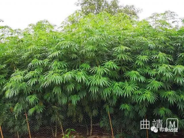 种植致富经_致富种植公司董事长_致富种植养殖