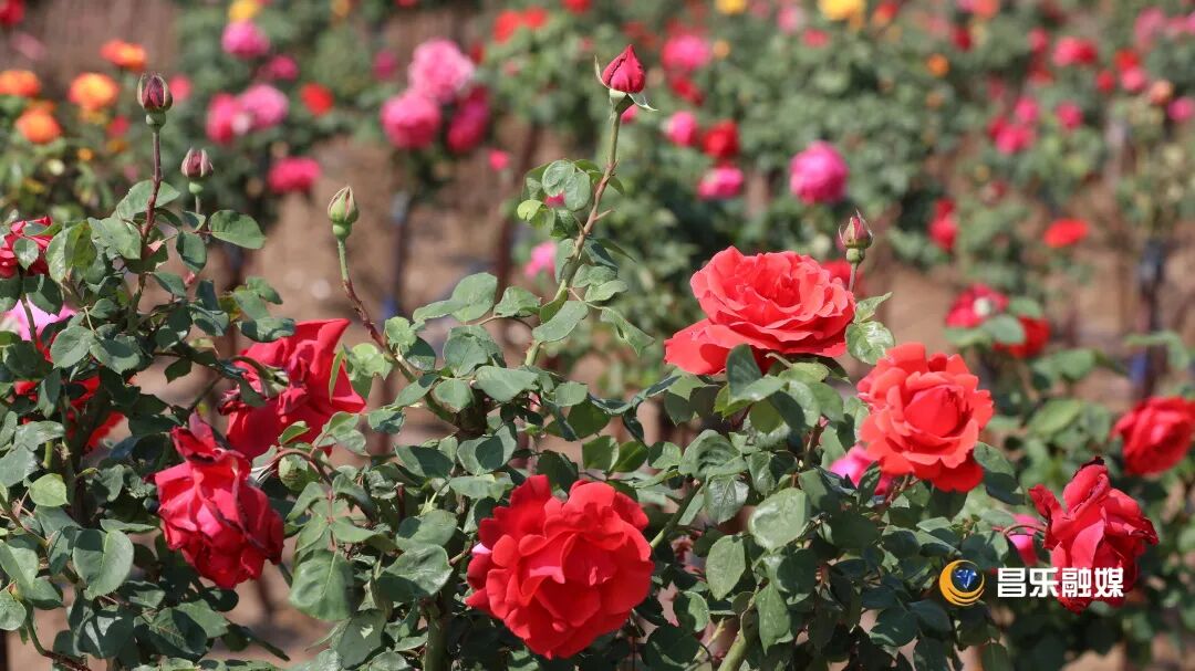 昌乐:穿行在诗意中的山水古城 图片