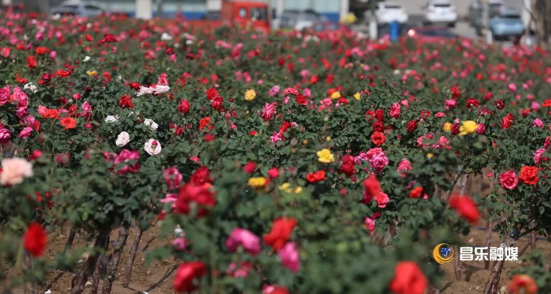 昌乐:穿行在诗意中的山水古城 图片