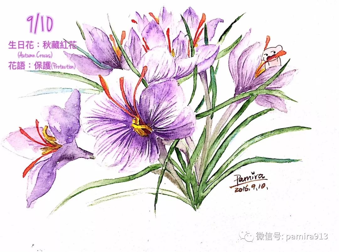 P熊的365生日花 9 10生日花 秋藏红花 Autumn Crocus 跟p熊学水彩 微信公众号文章阅读 Wemp