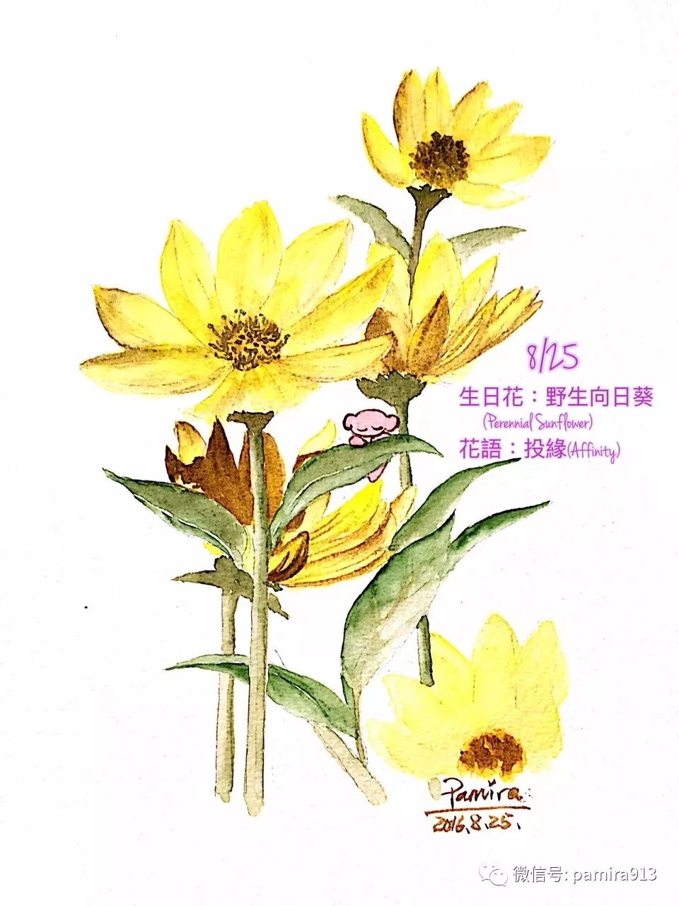 P熊的365生日花 8 25生日花 野生向日葵 Perennial Sunflower 跟p熊学水彩 微信公众号文章阅读 Wemp