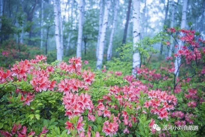 阿尔山旅游，超全攻略！