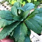 农民爱叫它“痔疮草”，房前屋后就有，却有4大用处，牙痛找它准管用