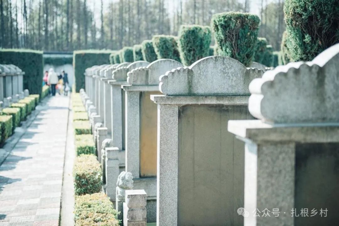 坟后有松树对后人的影响,“坟头有三树，家兴人丁旺”，坟头长了这些树木，不要急着砍