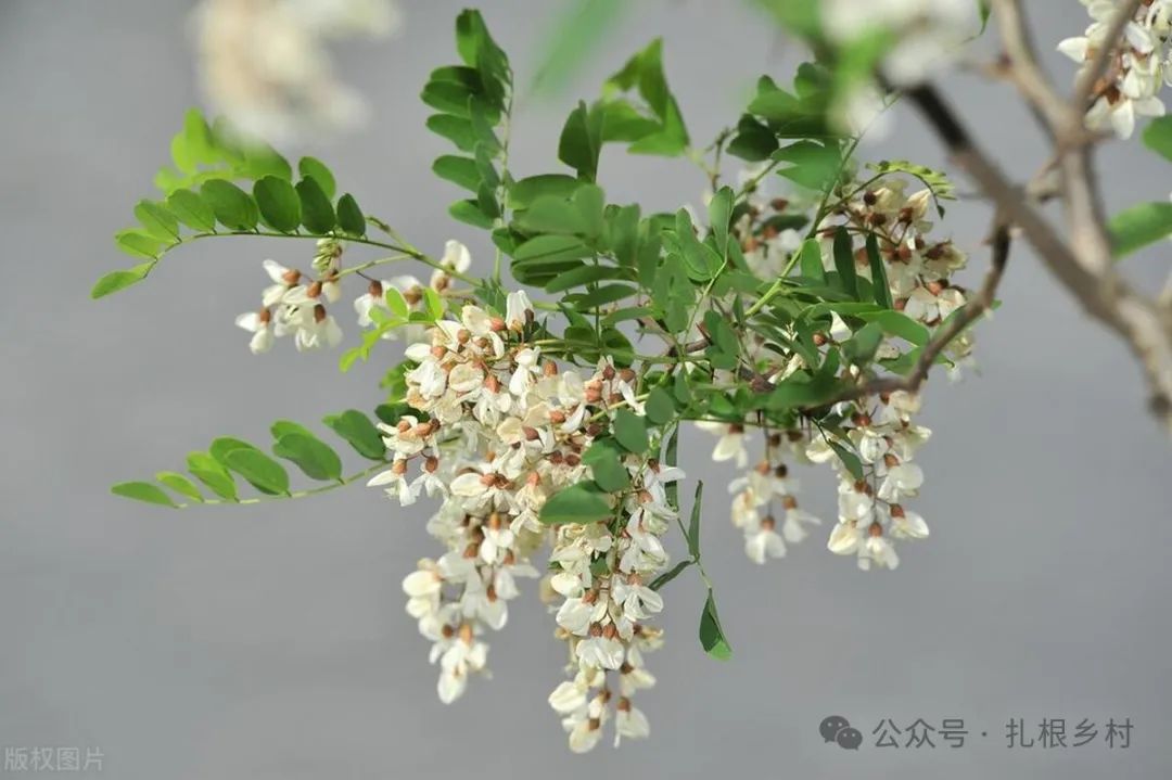 坟后有松树对后人的影响