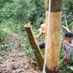 “桂皮”是什么树的皮？这树被剥皮了以后还能活吗？看完便明白了