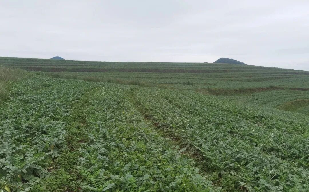 双坪乡:万亩高山冷凉蔬菜 铺展乡村振兴新画卷