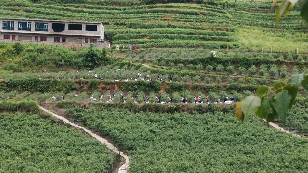 大灣子村赫章縣百惠農種養殖農民專業合作社的藍莓種植基地裡,60多個