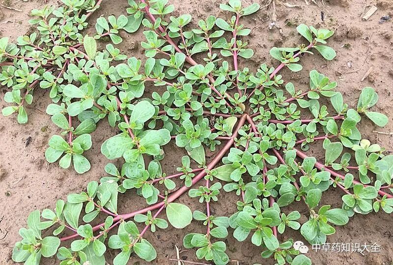 中药材马齿苋的功效与作用