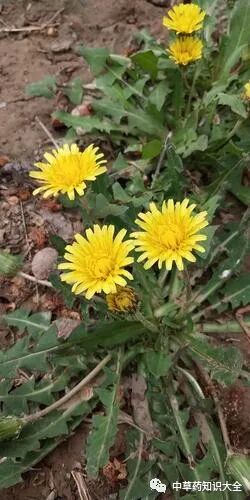 中药材蒲公英的功效与作用