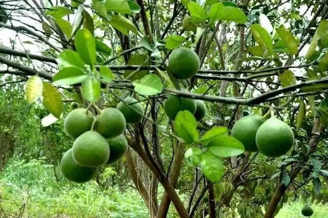 中医药知识|中药材化橘红的功效与作用