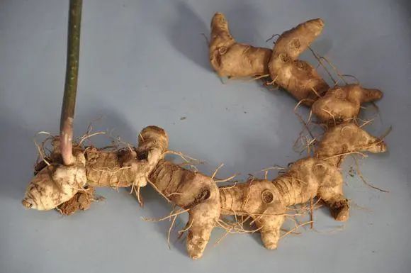 中医药知识中药材黄精的功效与作用