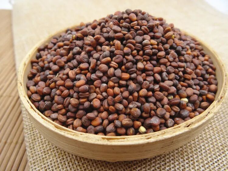 中草药知识大全中药材莱菔子（萝卜籽）的功效与作用