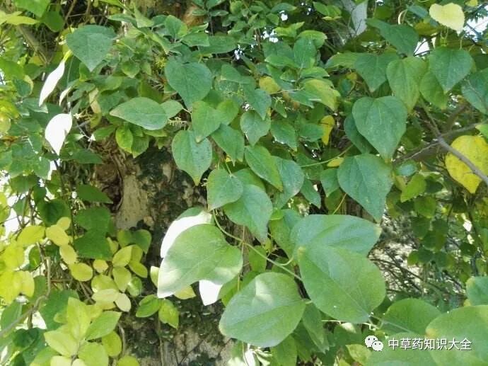 中药材：木防己