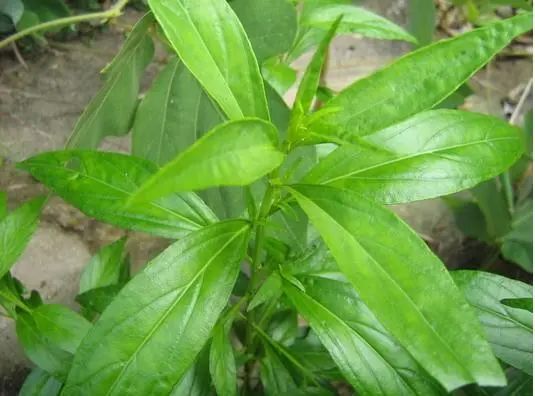 中药材穿心莲的功效与作用