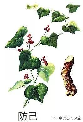 中药材：防己