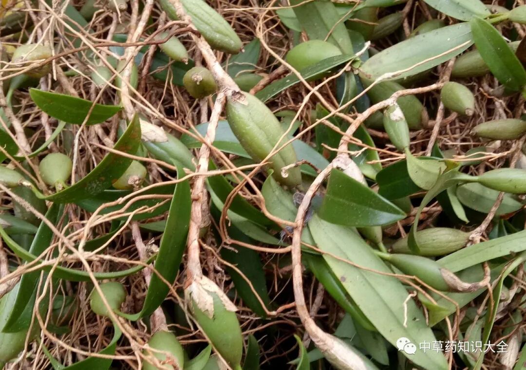 鞘材是什么中药材：鞘菝葜_https://www.jmylbn.com_新闻资讯_第1张