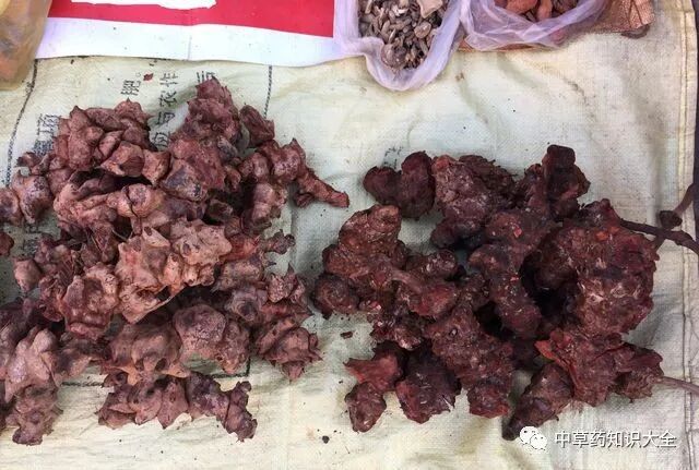 鞘材是什么中药材：鞘菝葜_https://www.jmylbn.com_新闻资讯_第2张