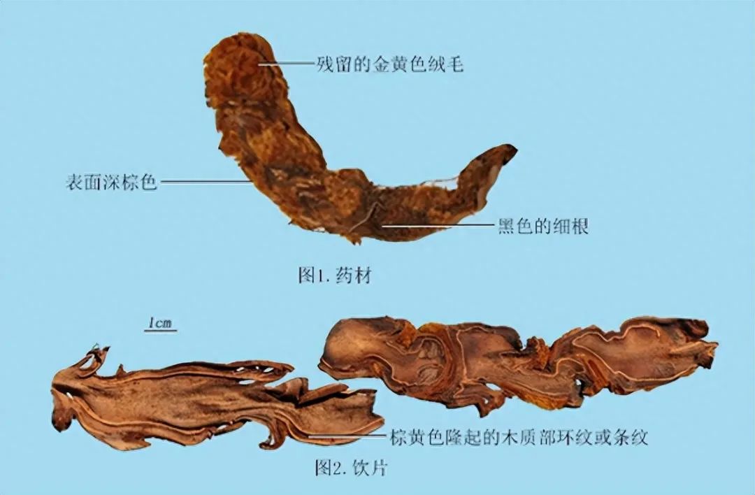 识别中药材狗脊