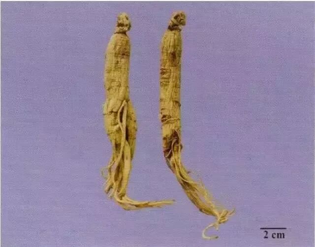 常用中药鉴别（附歌诀及图谱）