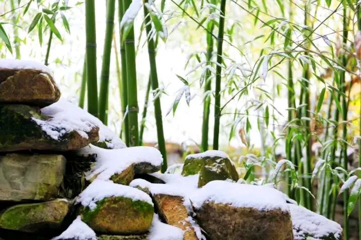 门票5折白雪竹林冰瀑这处北国江南切莫辜负