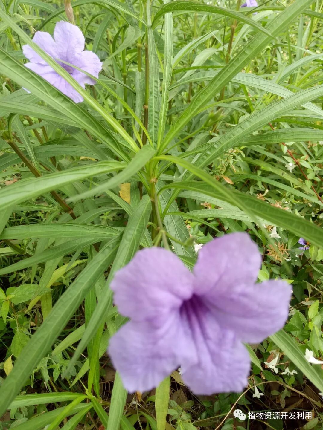 总之岁月漫长 然而值得等待 狭叶翠芦莉 植物资源开发利用 微信公众号文章阅读 Wemp