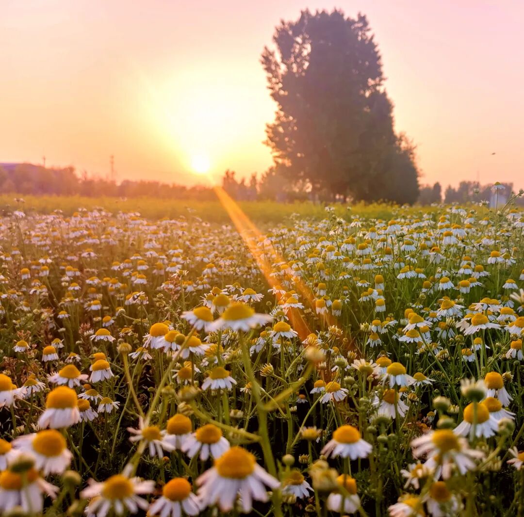 露营踏青赏花一键满足春日的快乐已经来了