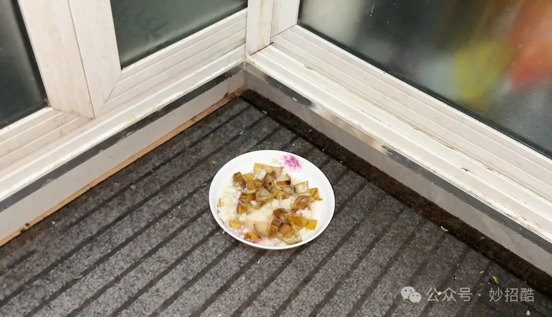 怎样灭除蟑螂