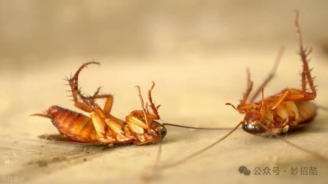 怎样灭除蟑螂