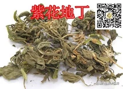 紫花地丁 清热解毒 凉消肿 Dds经络 微信公众号文章阅读 Wemp